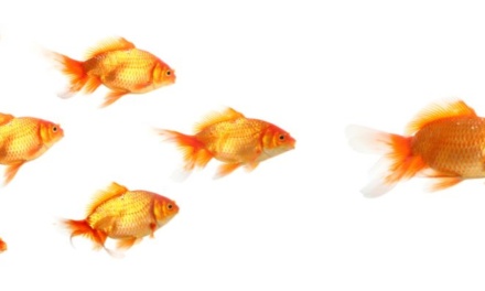 Do YOU Have a Greater Attention Span than a Goldfish? Take Our Goldfish Test.