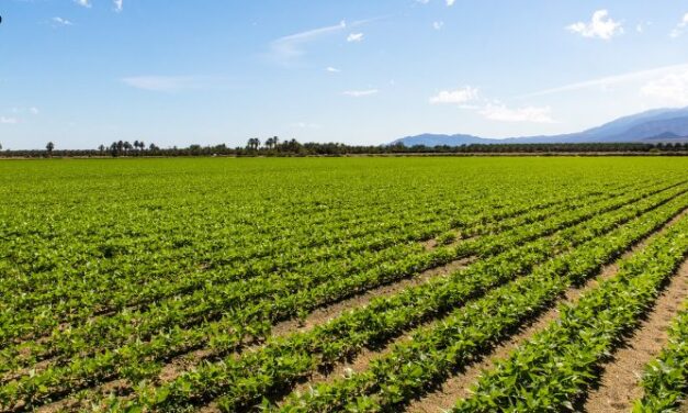 U.S. Farmland Values Enter New Phase Shaped by Localized Market Signals